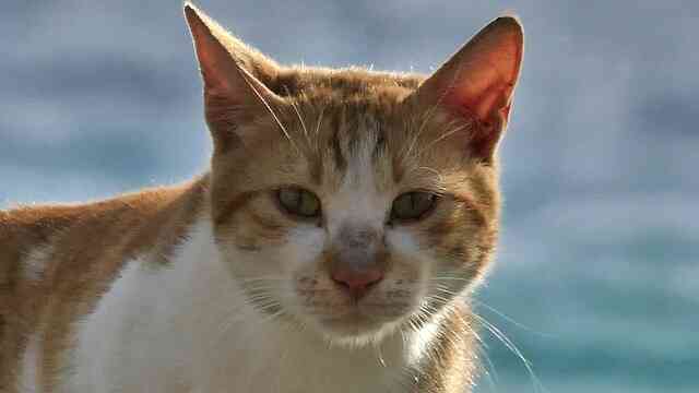 قطه مقطوع راسها