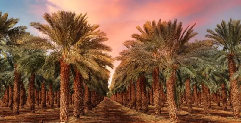تفسير حلم أكل قلب النخلة في المنام