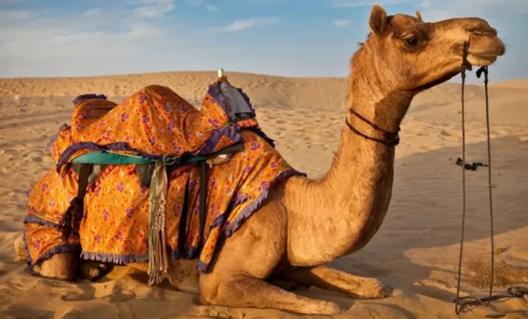 تفسير حلم الهروب من الجمل في المنام