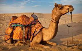 تفسير حلم ذبح الجمل في المنام