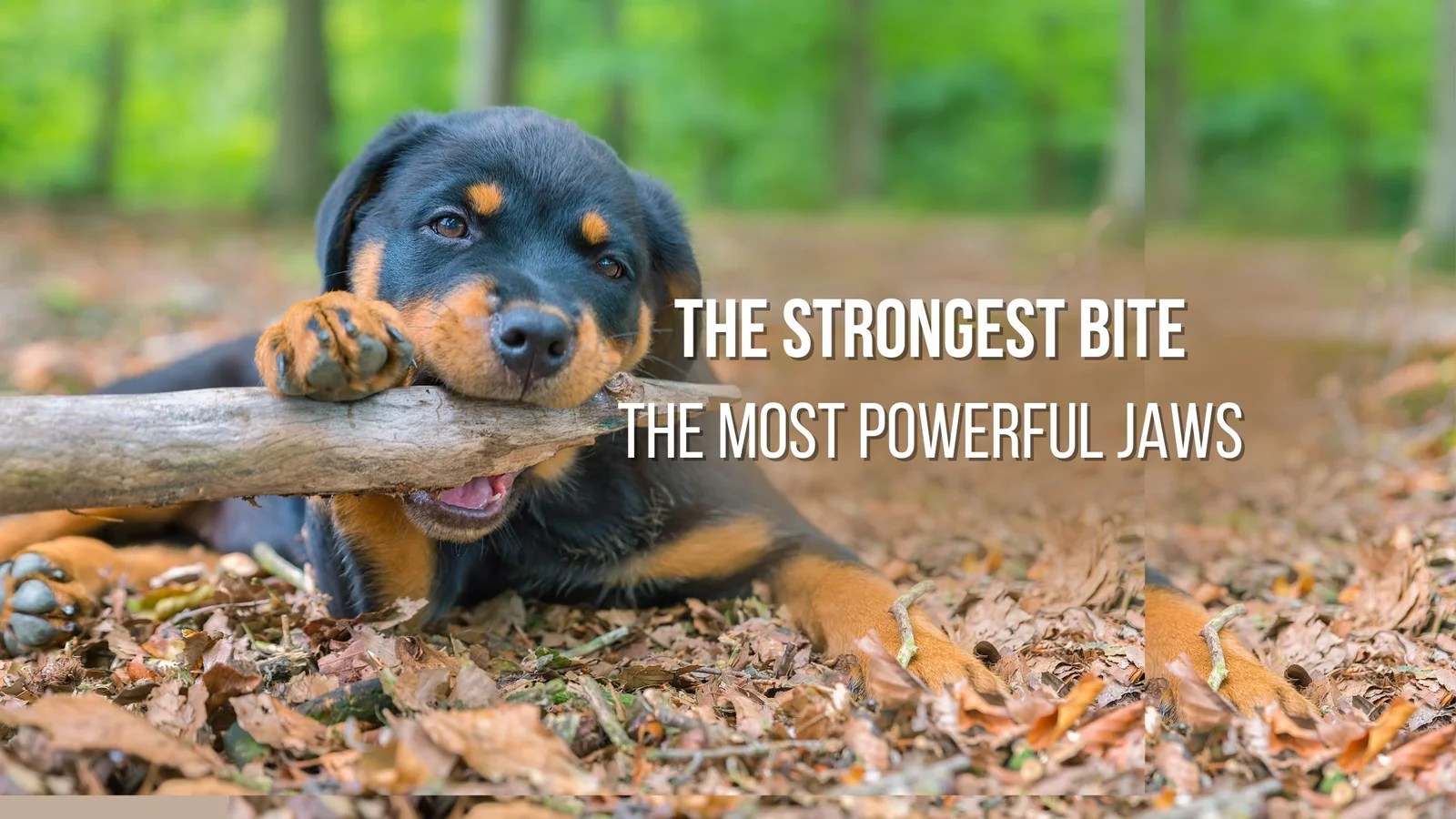 Dogs with the strongest bite a guide to the dog breeds with the most