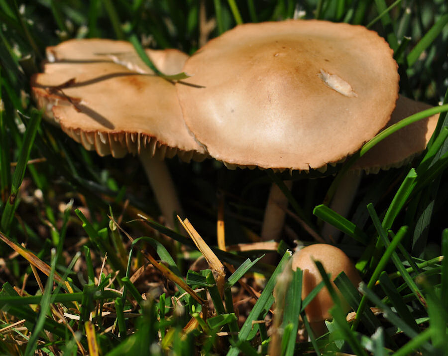 Lawn Mushrooms
