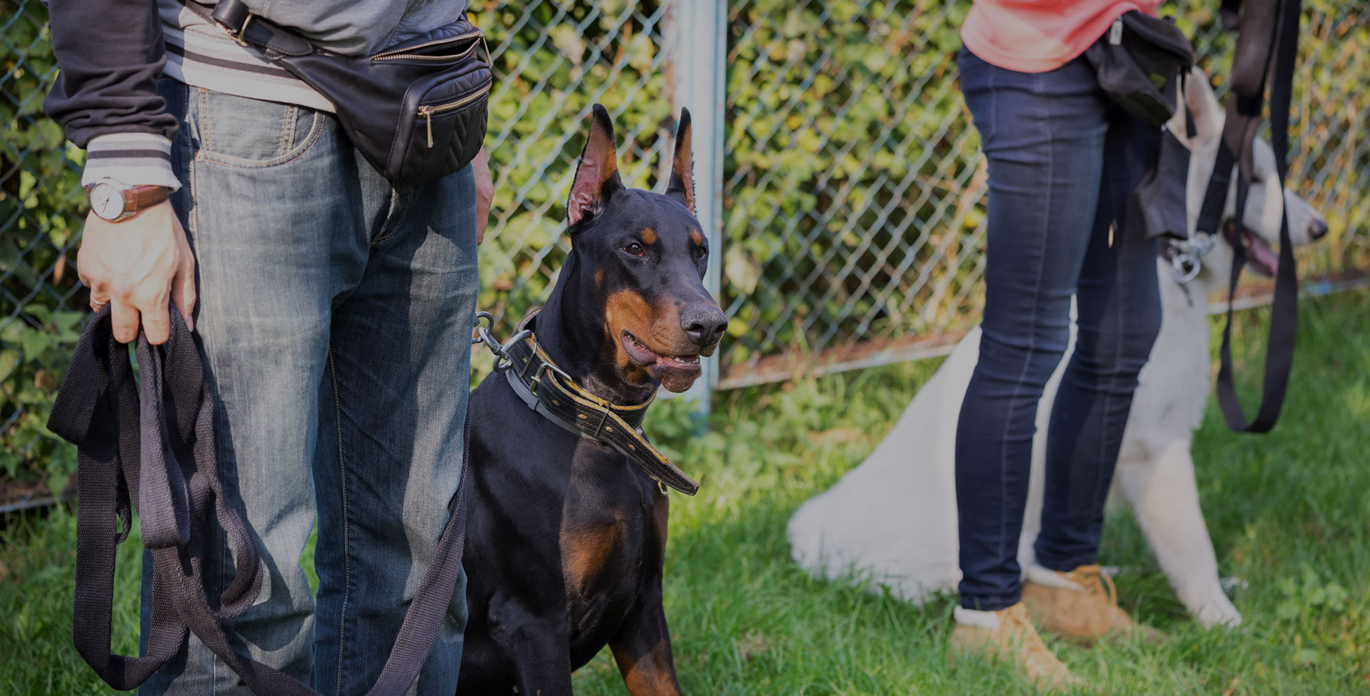 Why You Should Consider Dog Protection Training in San Diego