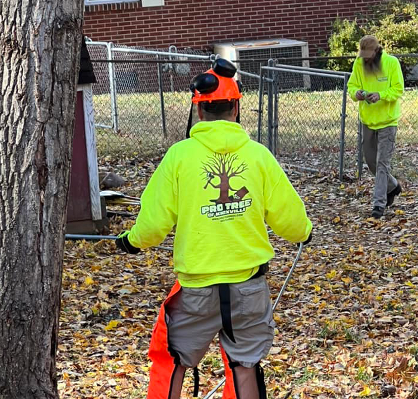 Tree Trimming Tree Removal Knoxville TN Tree Service