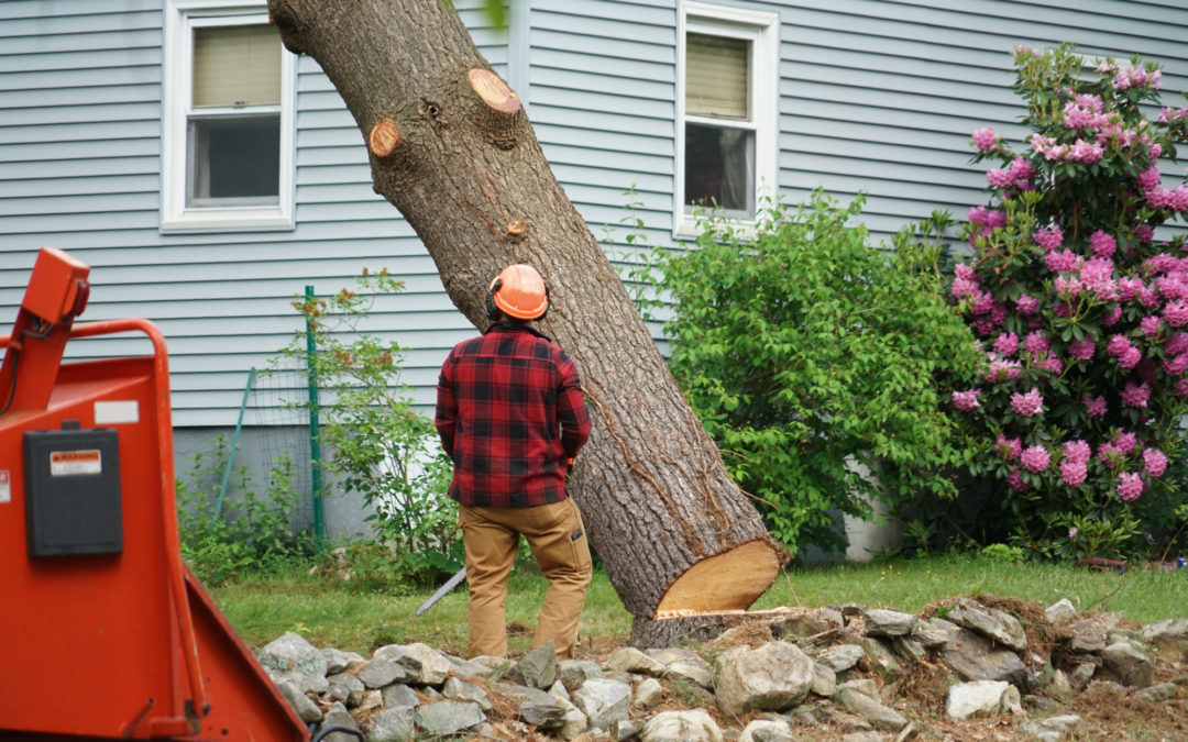 Do You Need a Permit to Cut Down a Tree in FL? Pro Tree Service