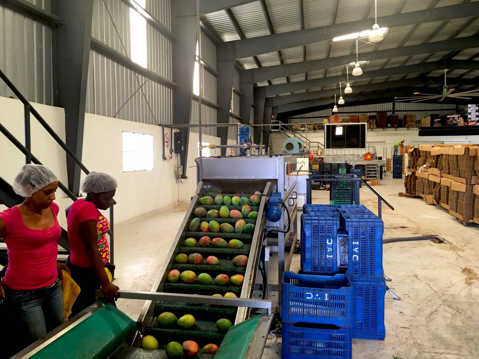 SOLD ! 627 Acres Organic Mangoes Plantation at Matanzas, Bani