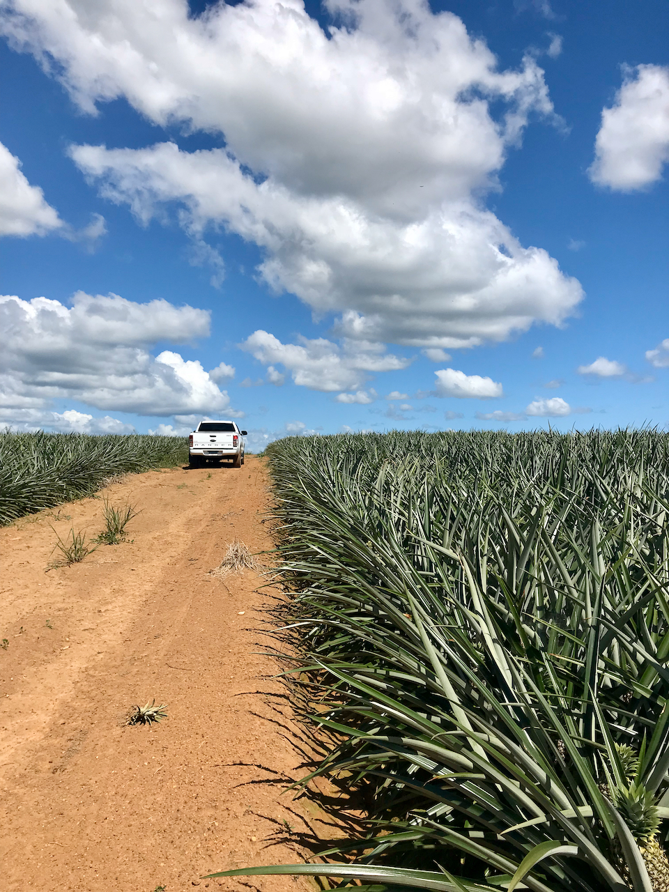 Organic pineapple plantation with export revenues and positive cash