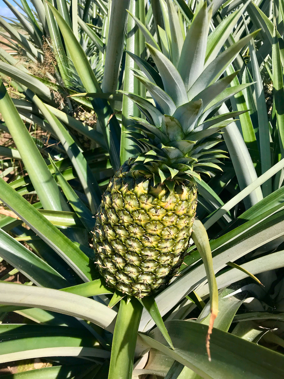 Organic pineapple plantation with export revenues and positive cash