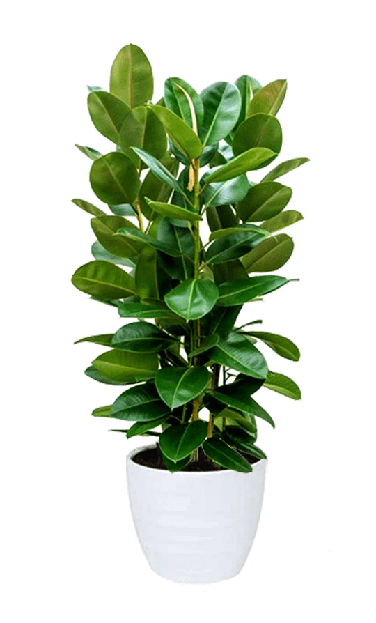 Ficus elastica Saksijske biljke Provansa Dekor Green Centar