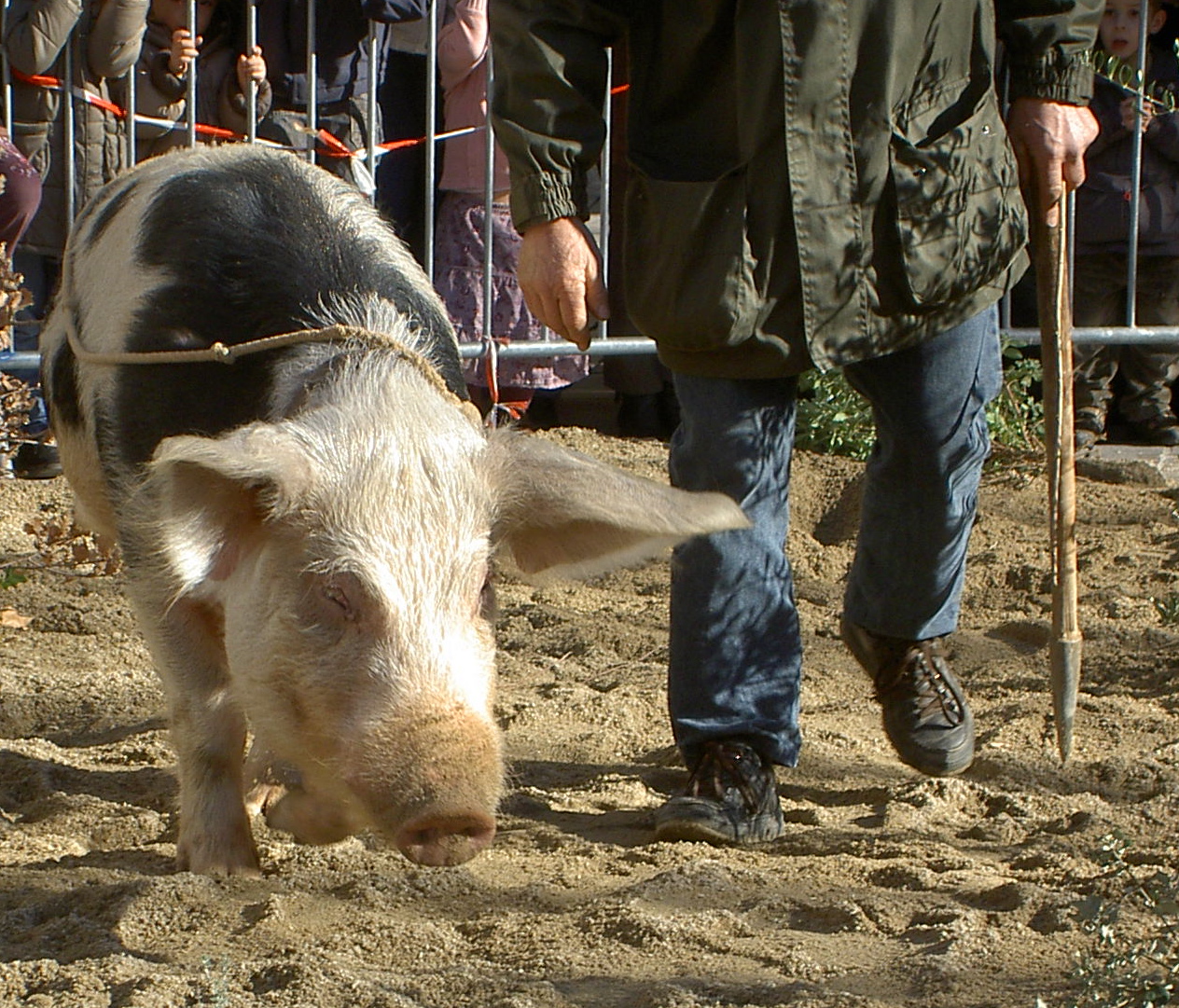 Truffles PROVENCE CALLING