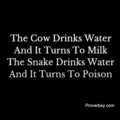 The Cow Drinks Water Proverbsy
