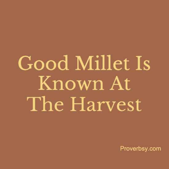 Good Millet Is Known At The Harvest Proverbsy