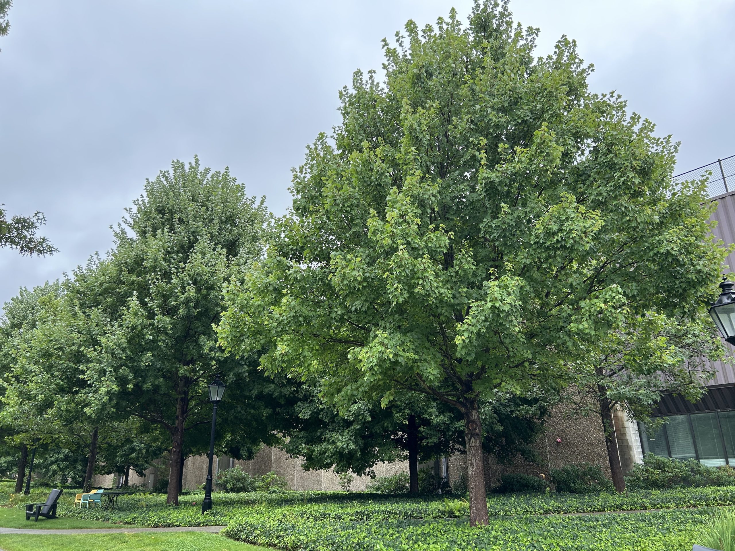 Free Trees From RI DEM Providence Daily Dose