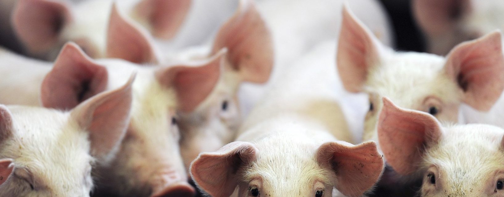 Cattle, Pigs & Skunks (O My!) A Brief Reflection on the Religious