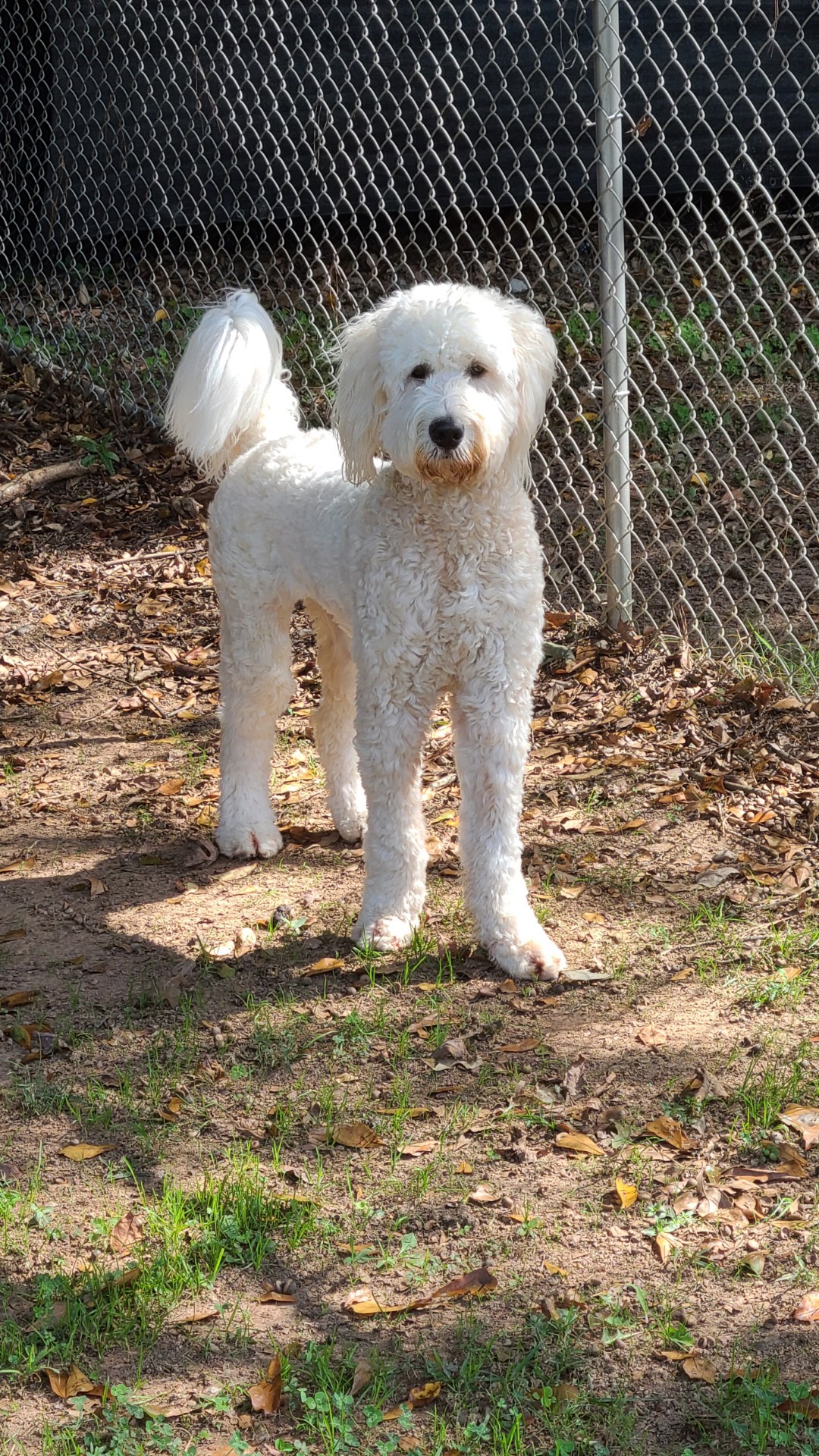 Pet Boarding Marietta, GA 30068 Providence Veterinary Clinic