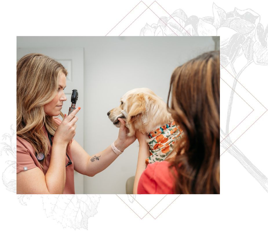 Veterinary Special Offers Marietta, GA 30068 Providence Veterinary Clinic