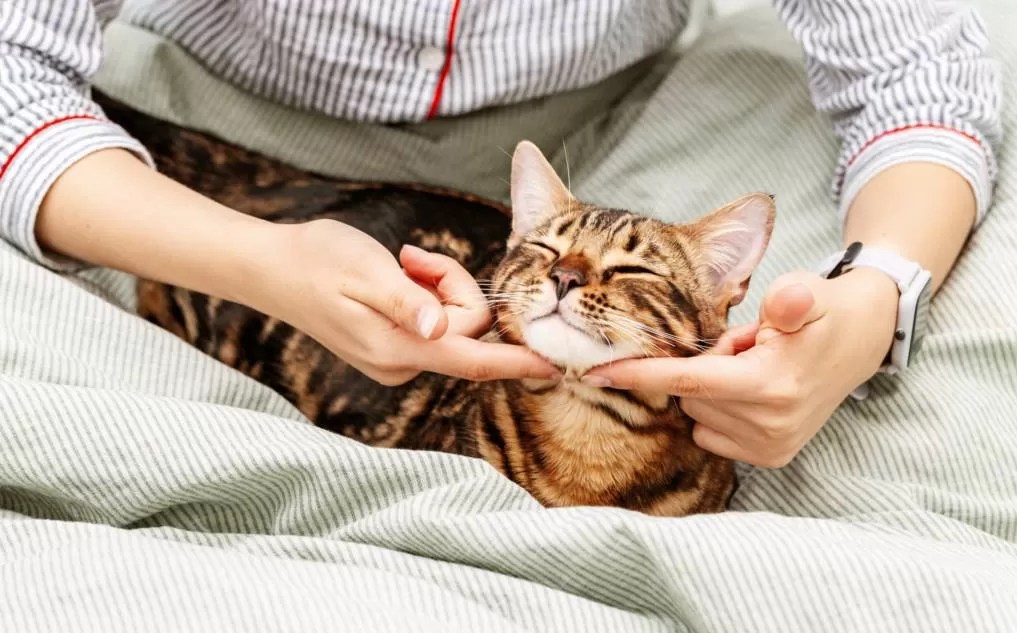 Cat Cuddler The Ultimate Dream Job For Cat Lovers PROVIDR