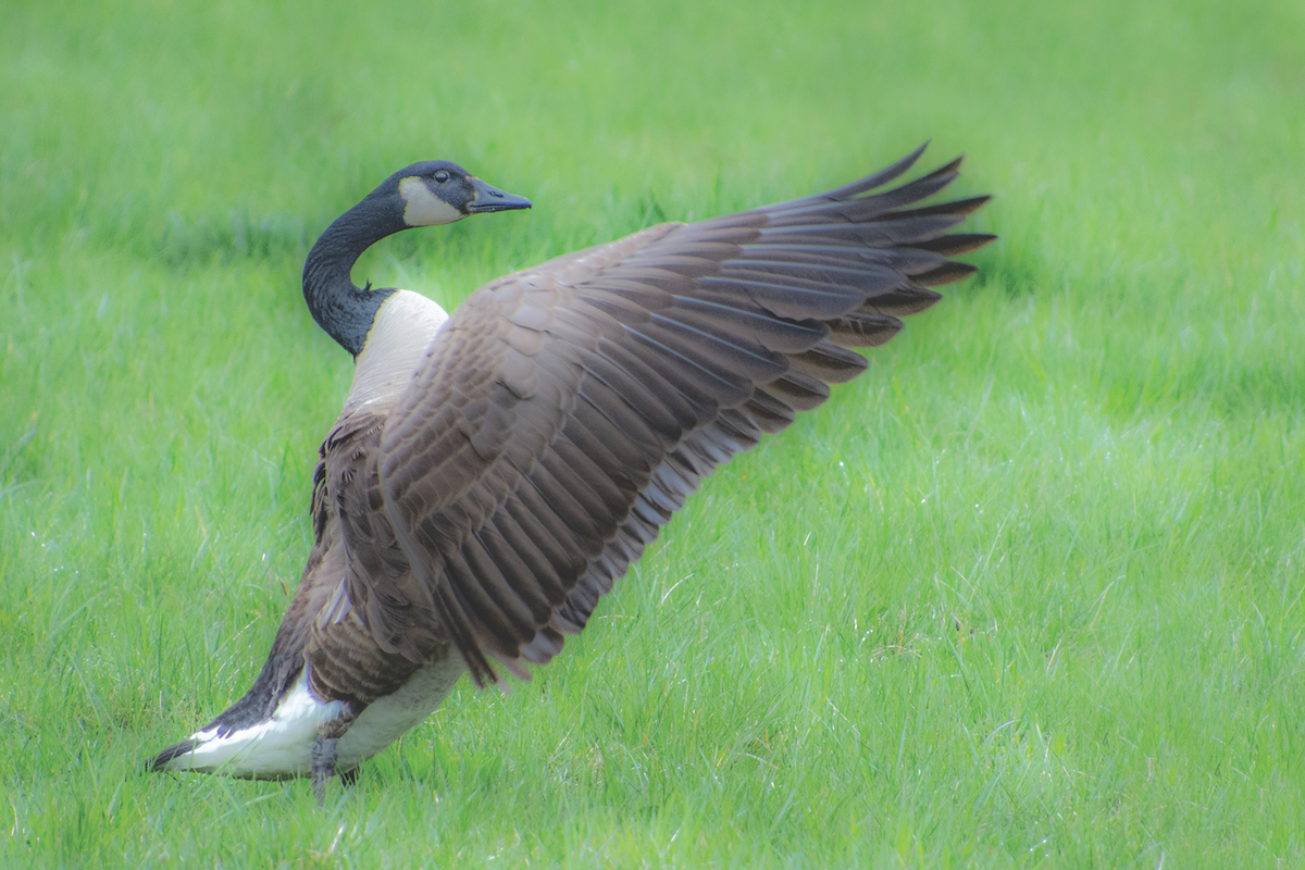 Researchers Worry More About Geese Grazing Than Pooping The
