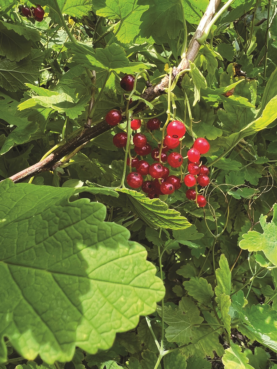 Stalking the Elusive Red Currant The Provincetown Independent