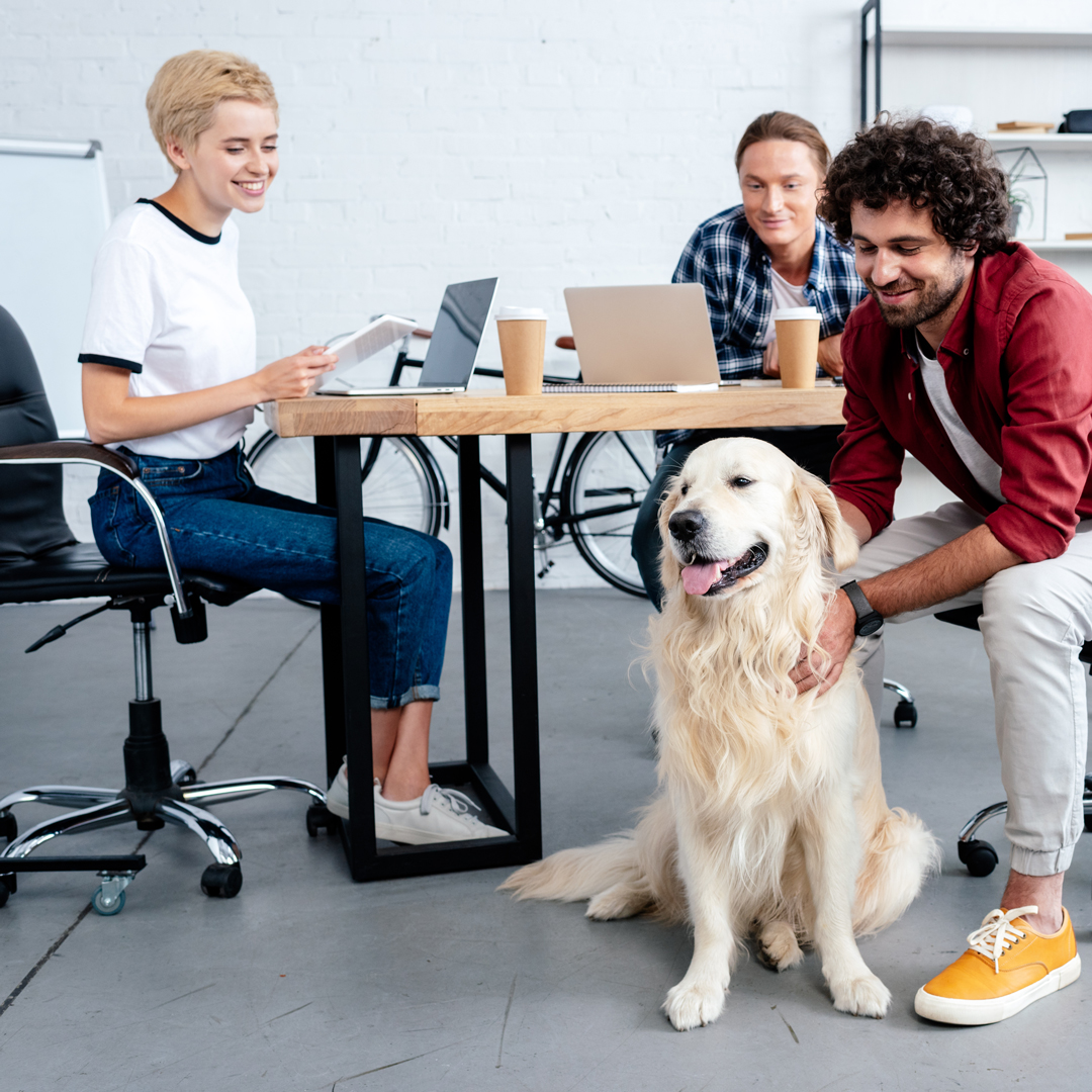 Proviro Group Take Your Dog To Work Day