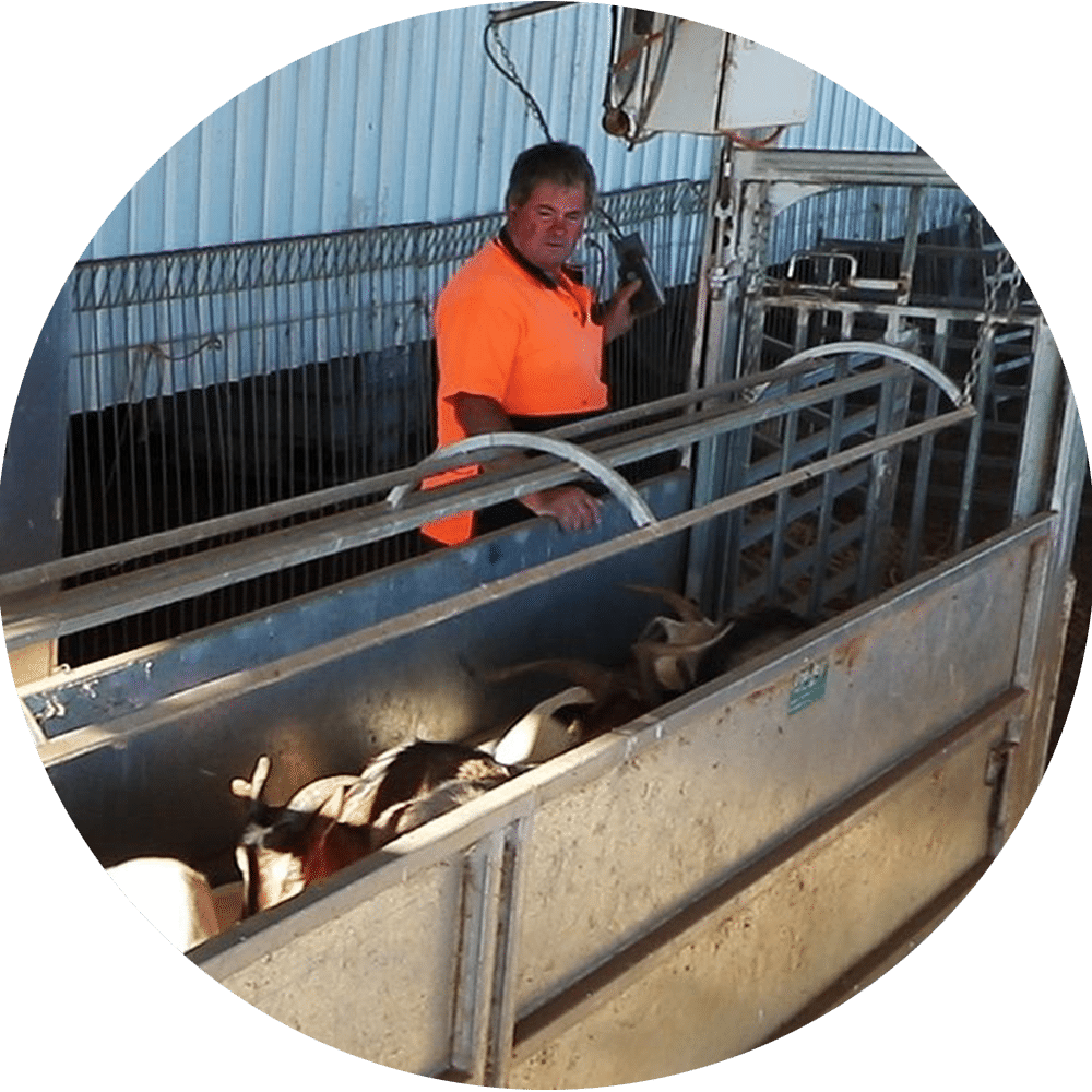 Goat Handling Equipment ProWay