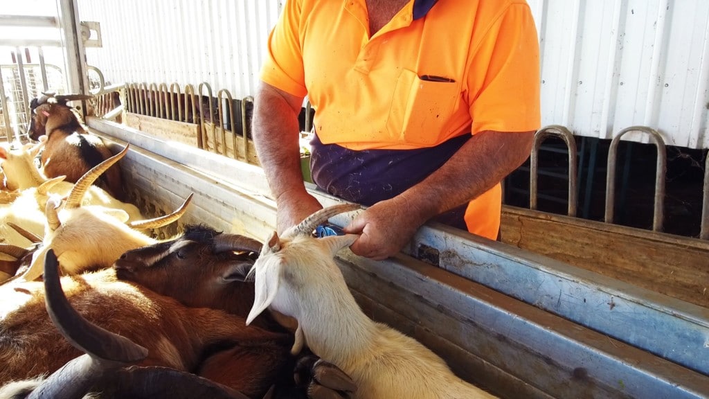 Goat Handling Equipment ProWay