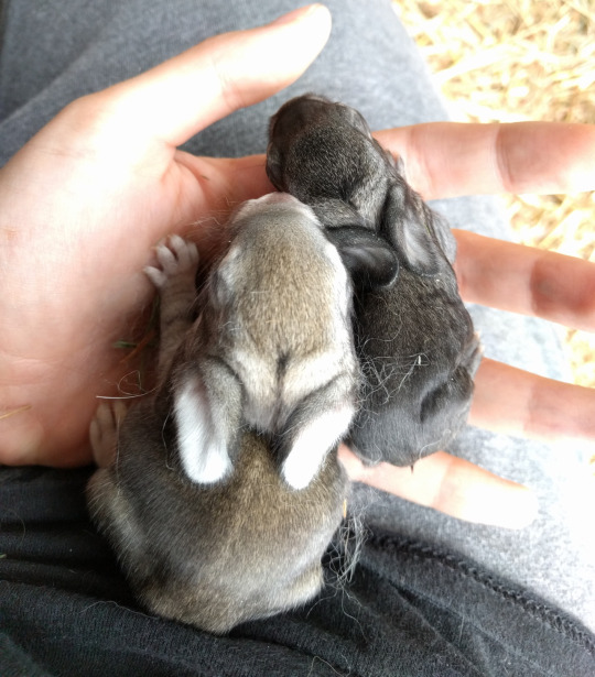 The tiniest runt! Rabbit Talk Meat Rabbit & Farming Forum