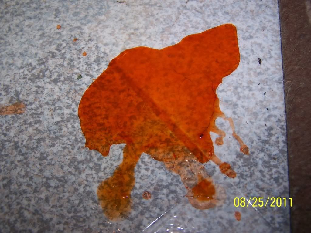 Dark orange urine? Rabbits Online Pet Rabbit & Bunny Forum