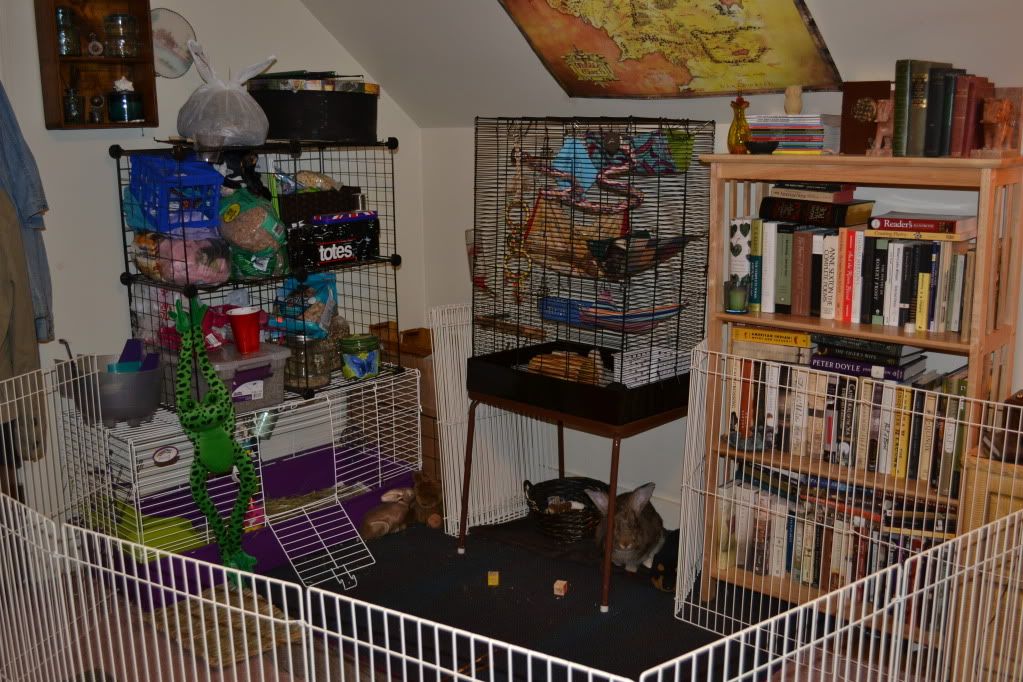 Good size of an indoor cage for Holland Lop? Rabbits Online Pet