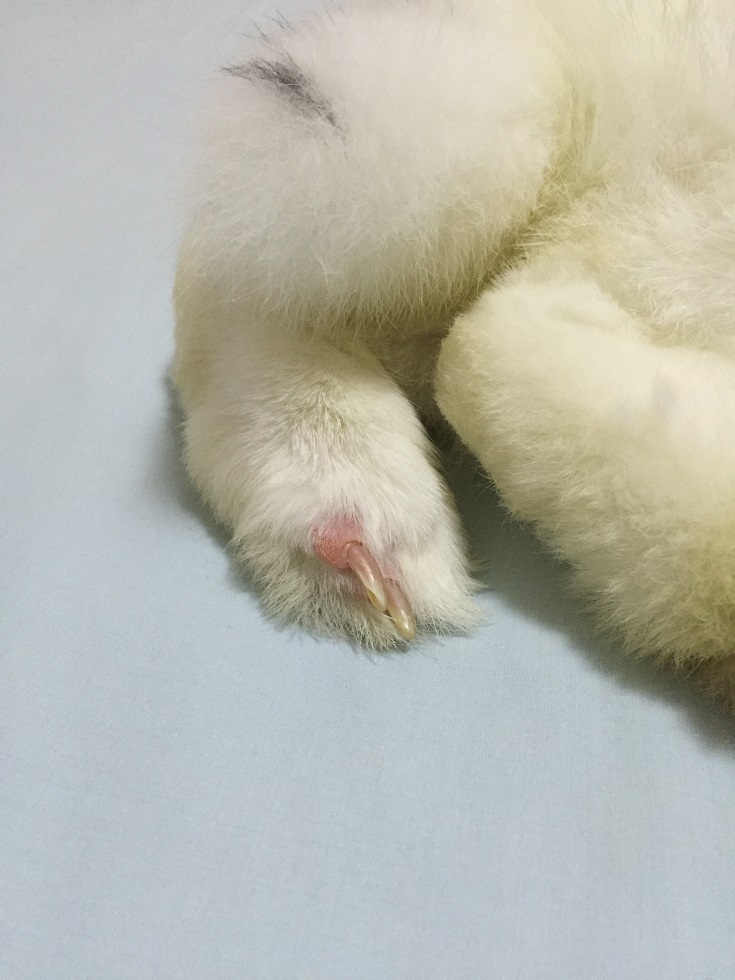 Help! my bunny toenails seems swollen Rabbits Online Pet Rabbit