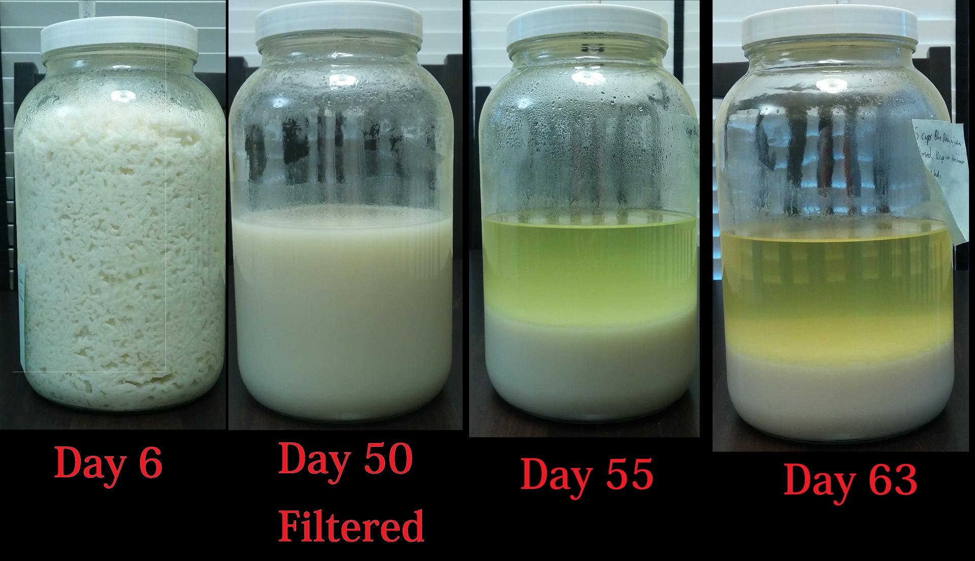Making Traditional rice Wine. Cheap, Fun, and Different Page 148