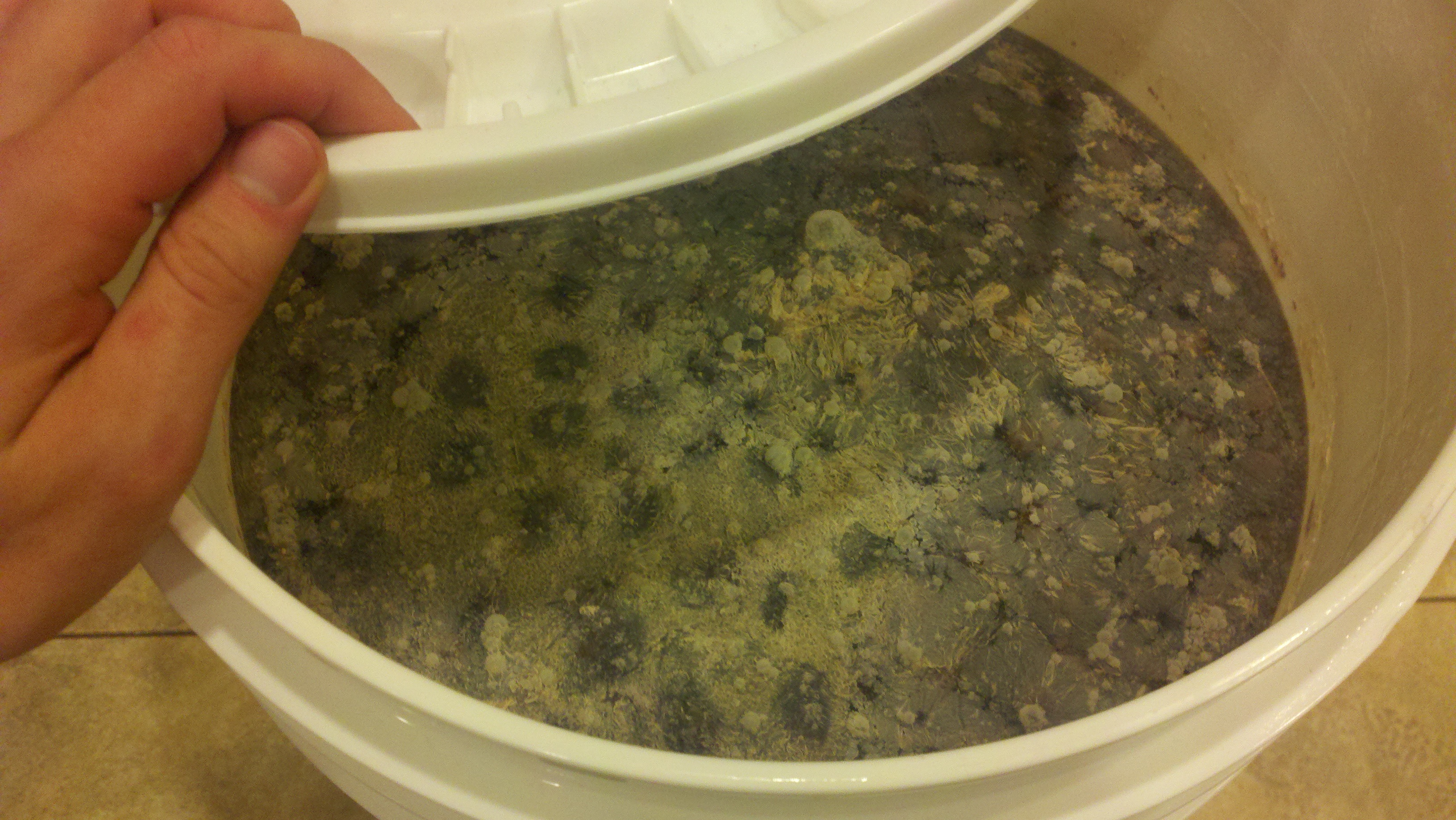 Mold in Fermenter Homebrew Talk Beer, Wine, Mead, & Cider Brewing