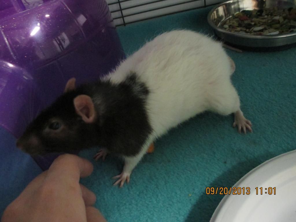 Rat is falling over, losing balance and lethargic... Page 3 The Rat