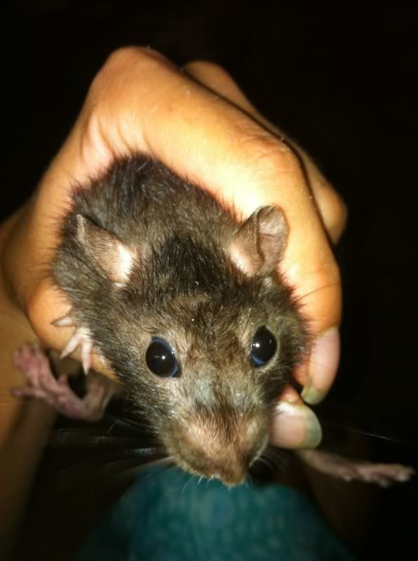 Hermaphrodite dwarf looking rat Aussie Pythons & Snakes Forum