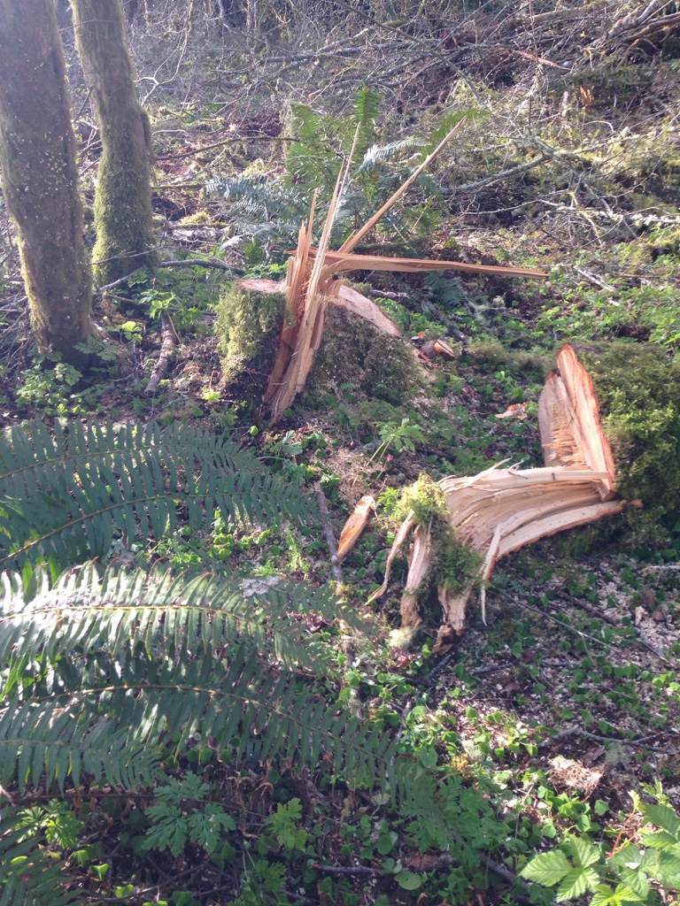What causes a tree to barber chair Page 2 Arborist, Chainsaw & Tree
