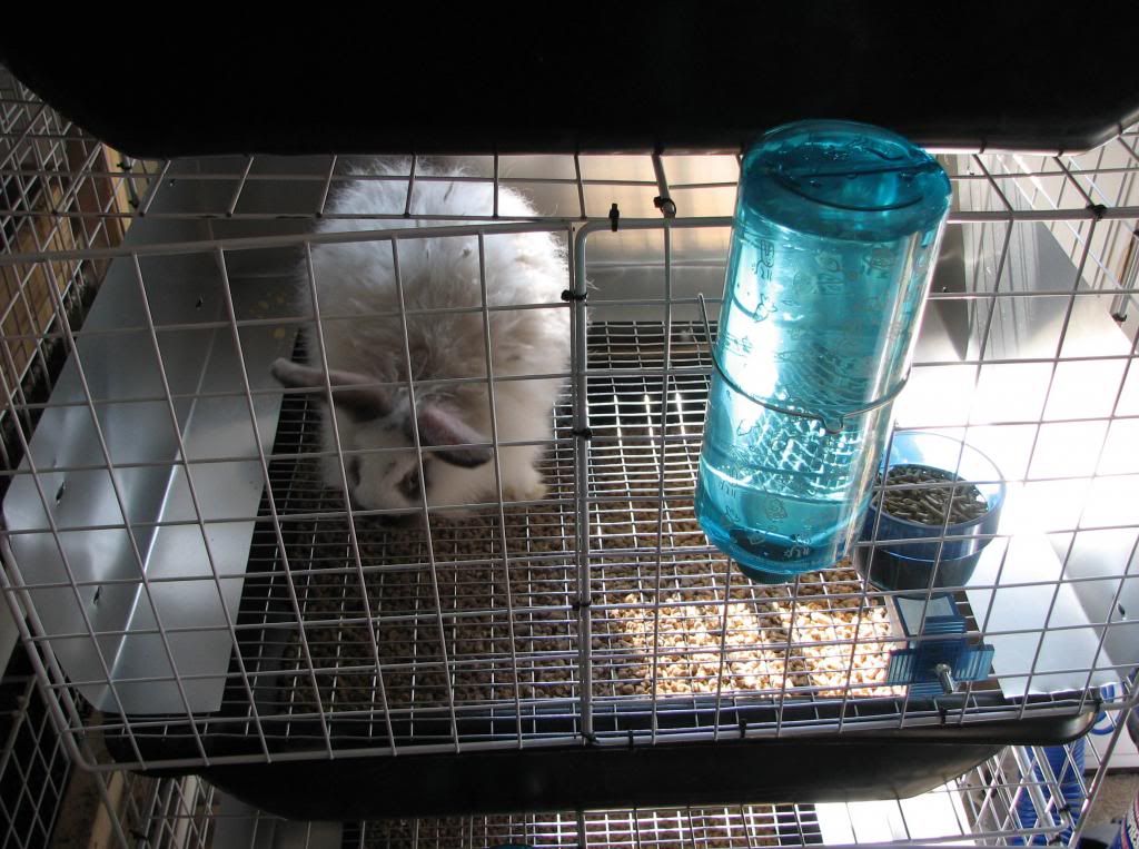 How to make Urine guard actually work????? Rabbit Talk Meat Rabbit