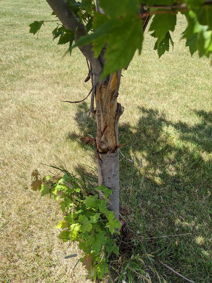 Why is the bark falling off my Maple tree? Arborist, Chainsaw & Tree
