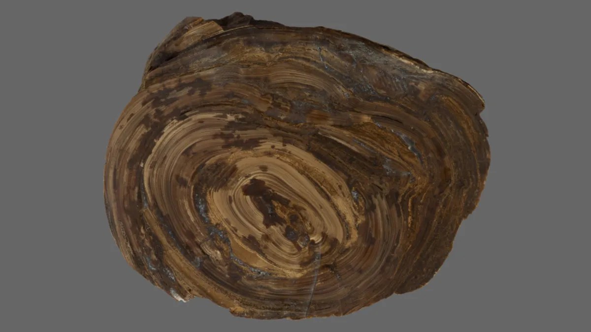The oldest stomach stone in the world is 150 million years old