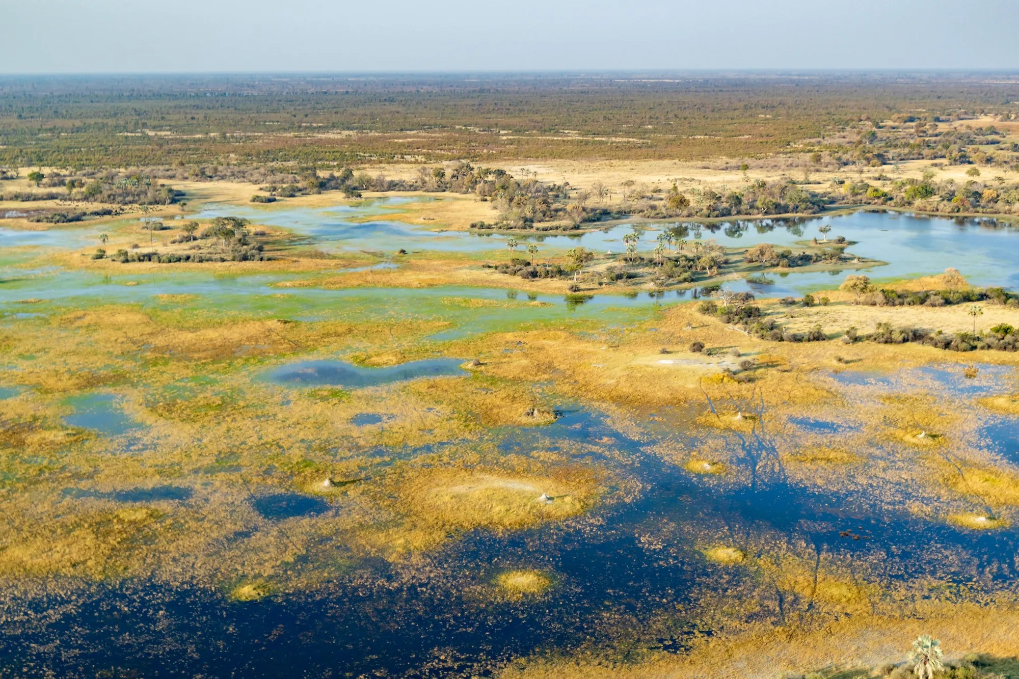 El Río Okavango es el único que tiene su delta en un desierto