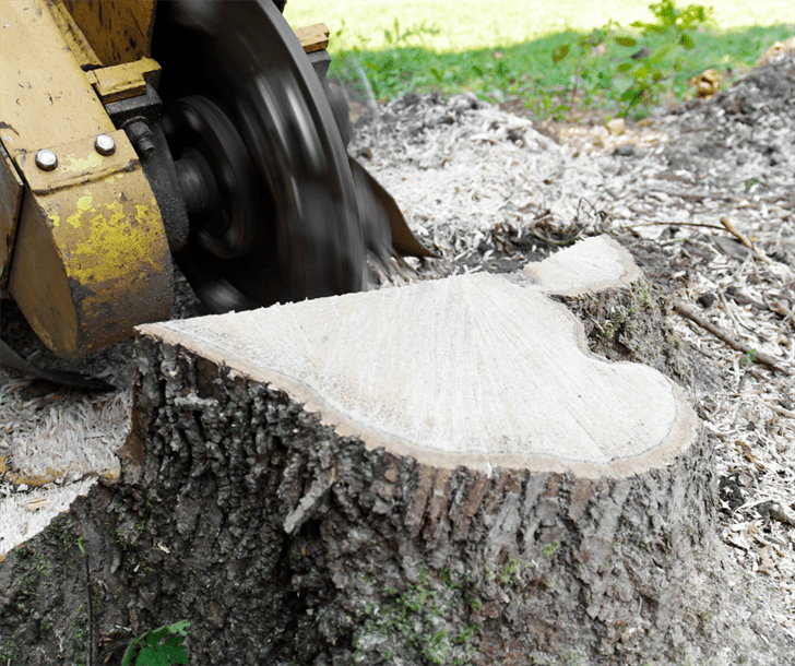 Stump Care Tips for a Healthy and Attractive Yard NORTHEAST NEWS