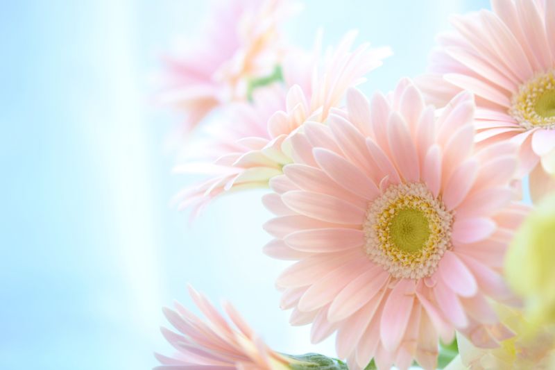 ピンク色の花が咲く草花50選｜春夏秋冬の季節ごとにご紹介！ | Lovegreen(ラブグリーン) プレゼントに人気なガーベラの花言葉とは？色や本数ごとの違いご紹介 | 胡蝶蘭・スタンド花のプレミアガーデン