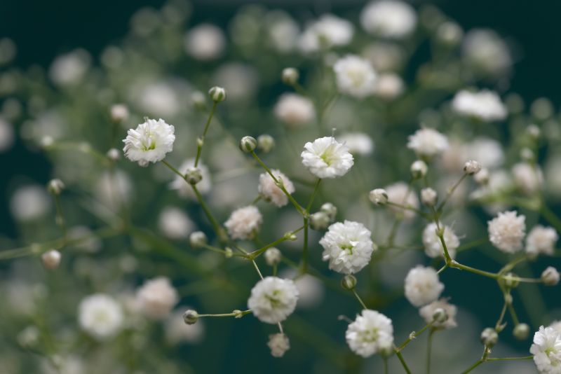 カスミソウ（霞草）: 野の花図鑑 カスミソウの花言葉は色によって違う！種類やプレゼントのポイントもご紹介 | 胡蝶蘭・スタンド花のプレミアガーデン