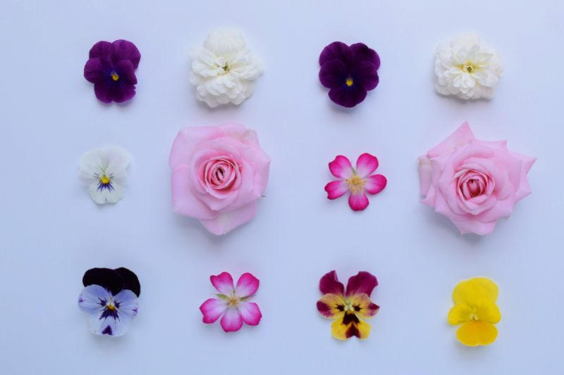 1 4月の誕生花一覧。誕生日にちなんだ花を贈ろう。 | 胡蝶蘭・スタンド花のプレミアガーデン