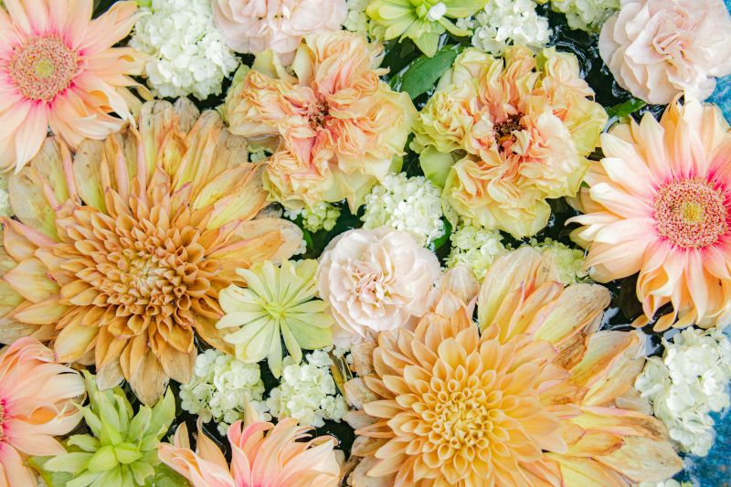 フェイジョアの花言葉【7月1日の誕生花】フリーアイコン配布＊ ｜ Momochyのおうち｜イラストレーターももちーのWebサイト 7月の誕生花一覧。誕生日にちなんだ花を贈ろう。 | 胡蝶蘭・スタンド花のプレミアガーデン