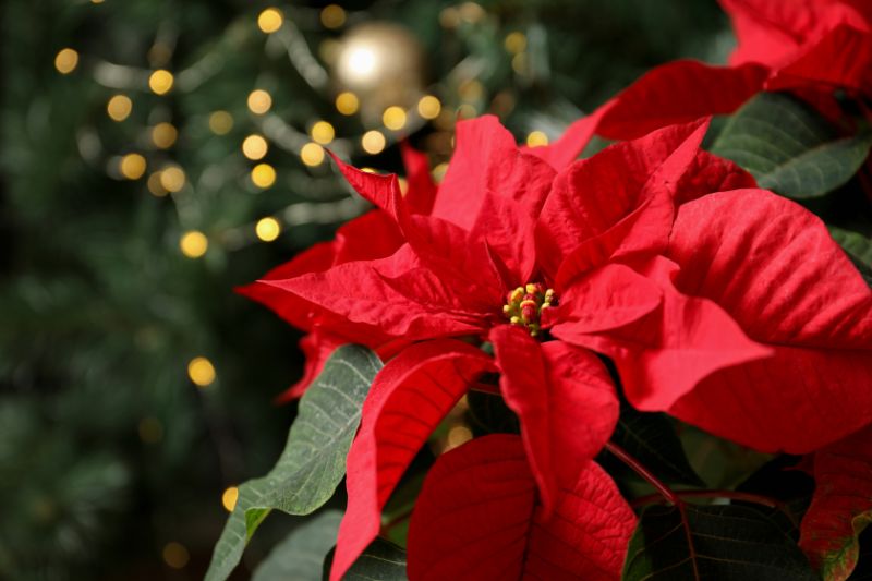 12月の花おすすめ12選！真冬に見頃を迎える種類は？花壇やプランターで楽しめるのは？｜🍀Greensnap（グリーンスナップ） 12月の誕生花一覧。誕生日にちなんだ花を贈ろう。 | 胡蝶蘭・スタンド花のプレミアガーデン