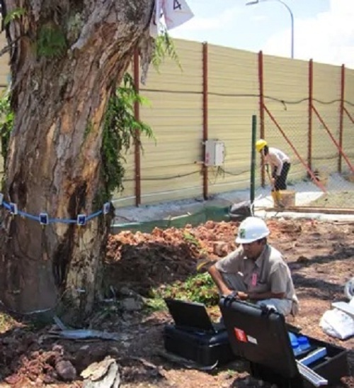Tree Care Tips By Prince's Landscape Pte Ltd Arboriculture Experts