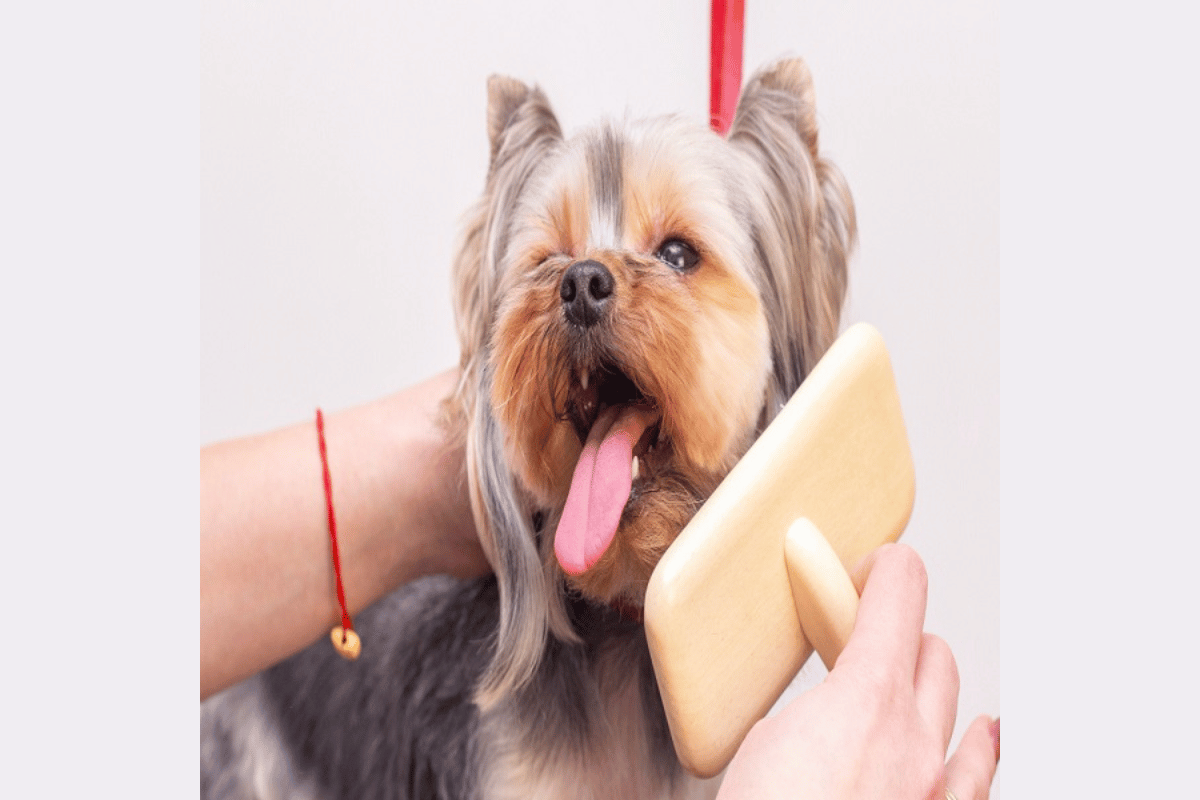 Chewbarka Grooming Launches Mobile Pet Services in Fort Worth