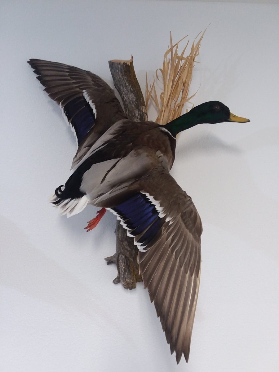 Pleasant Ridge Taxidermy