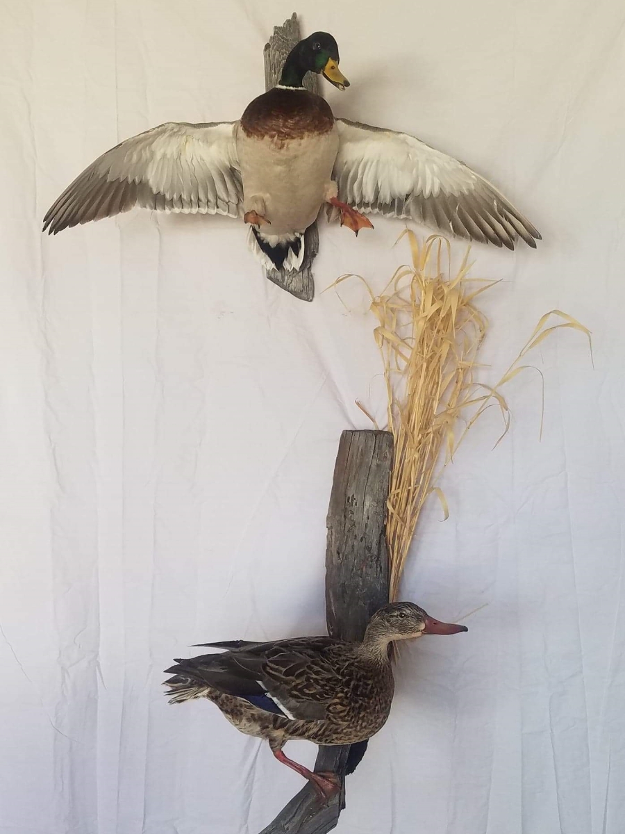 Services Pleasant Ridge Taxidermy