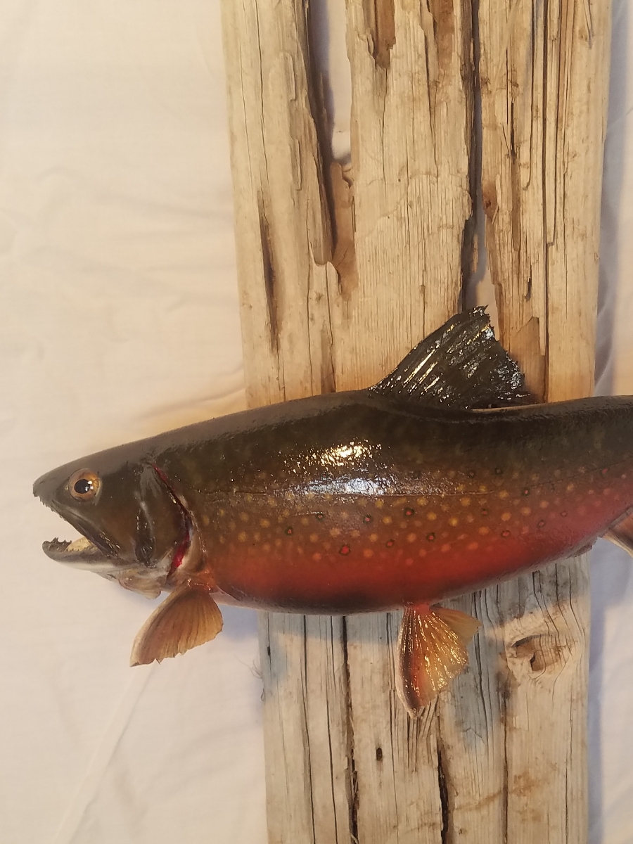 Gallery Pleasant Ridge Taxidermy